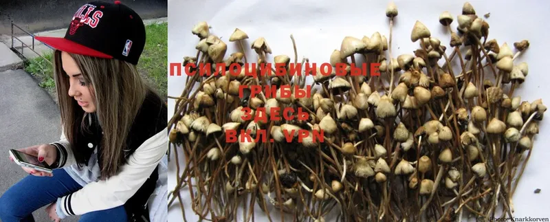 купить   даркнет состав  Галлюциногенные грибы Psilocybe  Нижняя Тура 